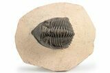Detailed Metacanthina Trilobite - Lghaft, Morocco #248773-2